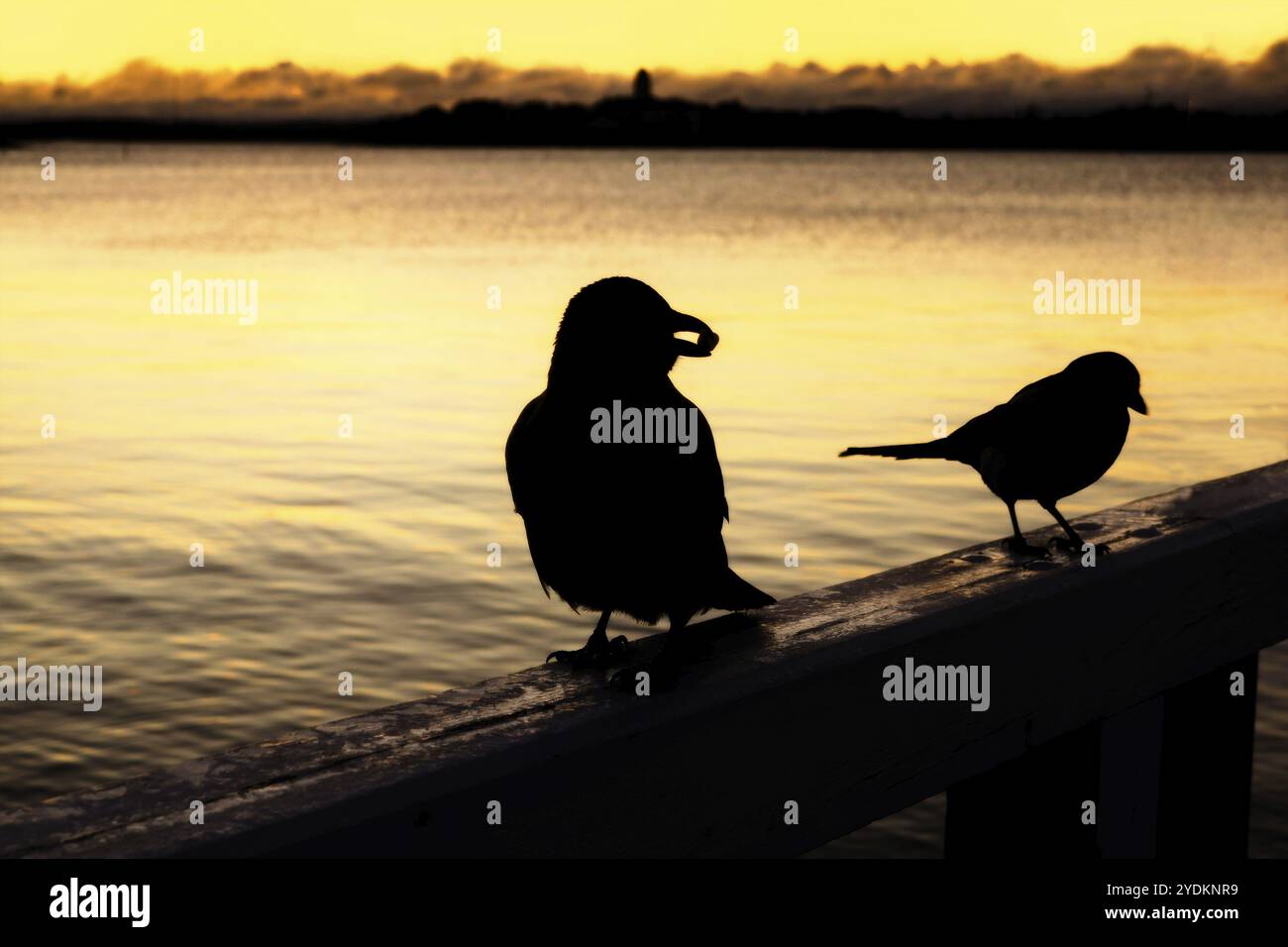 Corbeau à capuche, Corvus cornix, et Magpie eurasienne, Pica pica, sur la balustrade en bois d'une jetée à l'aube Banque D'Images