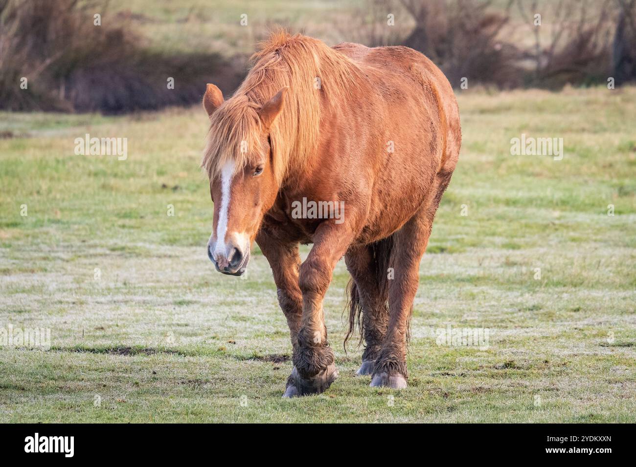 Promenade douce d'un cheval de trait breton dans un champ Banque D'Images