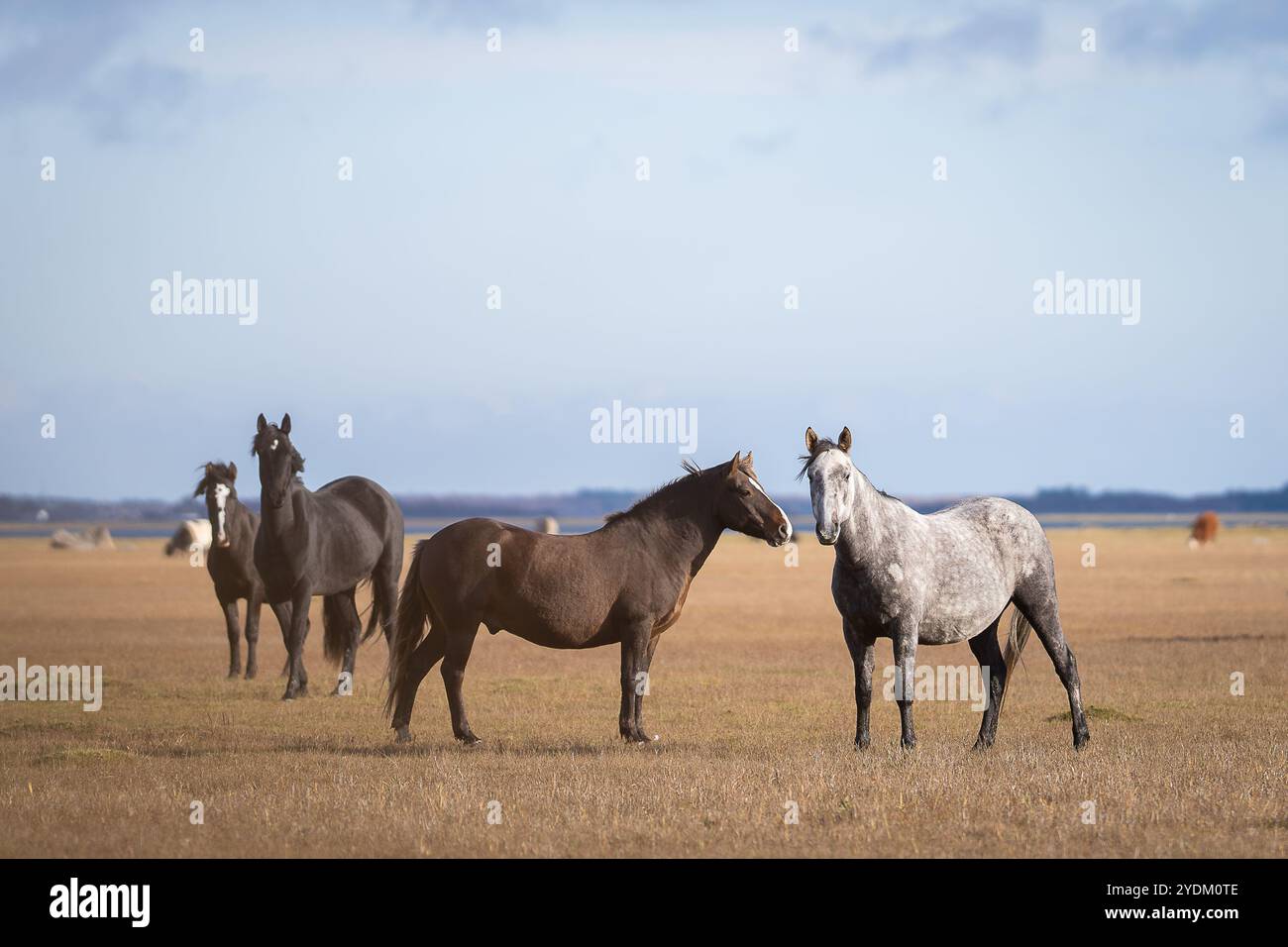 Chevaux indigènes estoniens ( estonien Klepper) dans la prairie côtière. Chevaux sur le paddock. Paysages d'automne et animaux de ferme. Banque D'Images