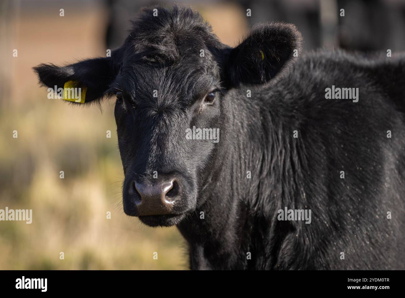 Génisse d'un an Aberdeen Angus avec arrière-plan d'automne flou. Un Aberdeen Angus Calf sur la prairie côtière. Banque D'Images