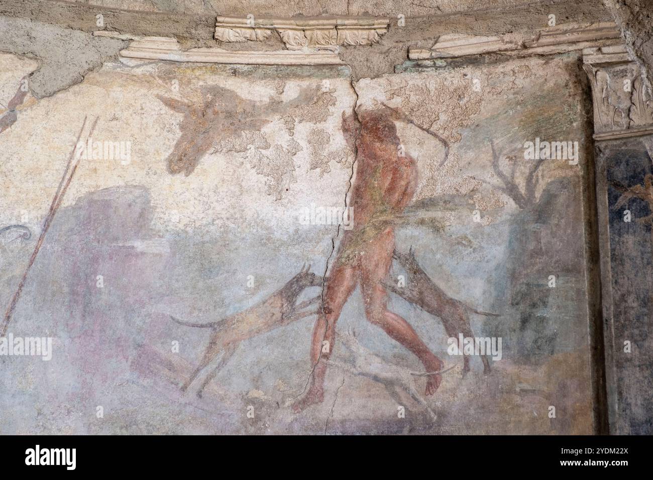 Fresque romaine montrant la mort du grec Actaeon, transformé en cerf par la déesse Artémis, et tué par ses propres chiens, Maison de Ménandre, Pompéi Banque D'Images