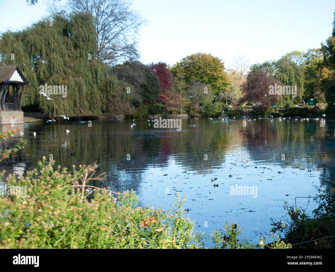 Oiseaux sur un étang, Broomfield Park, North London, Angleterre, Royaume-Uni Banque D'Images