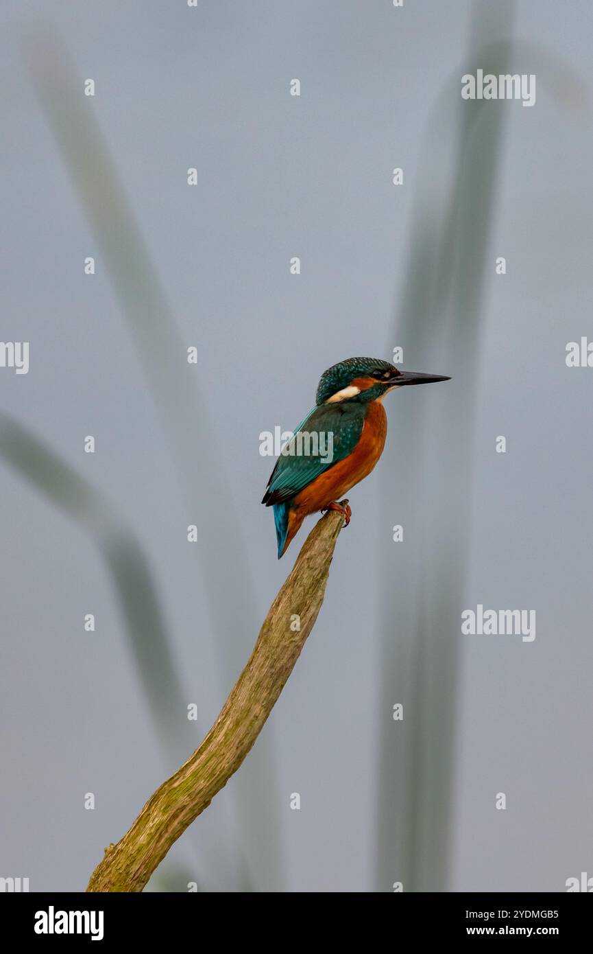 kingfisher coloré sur la perche et décollage à la recherche de poissons dans la réserve naturelle des marais de stodmarch. Banque D'Images