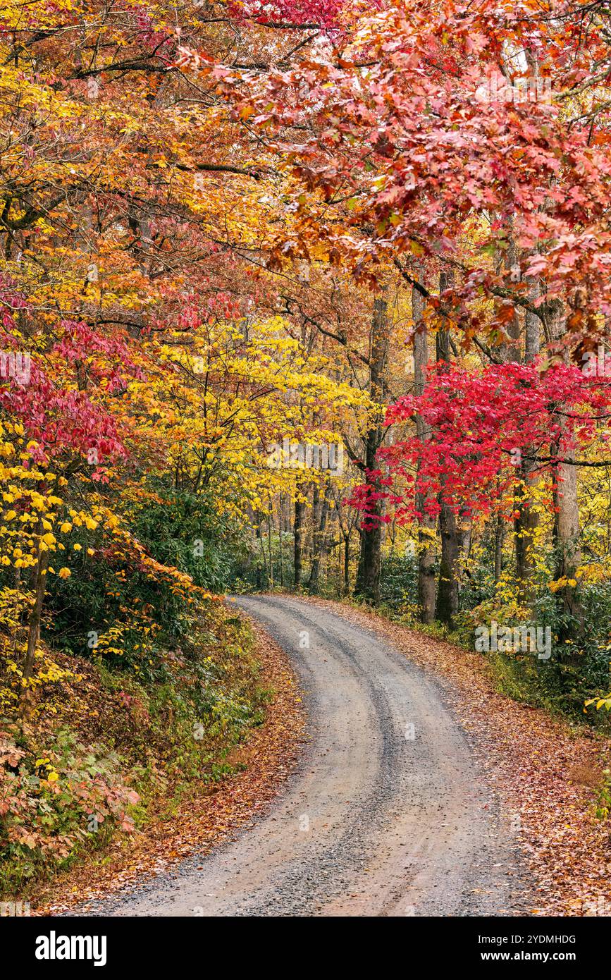 Route sinueuse, vibrantes de feuillage d'automne dans la forêt nationale de Pisgah, Brevard, North Carolina, USA Banque D'Images