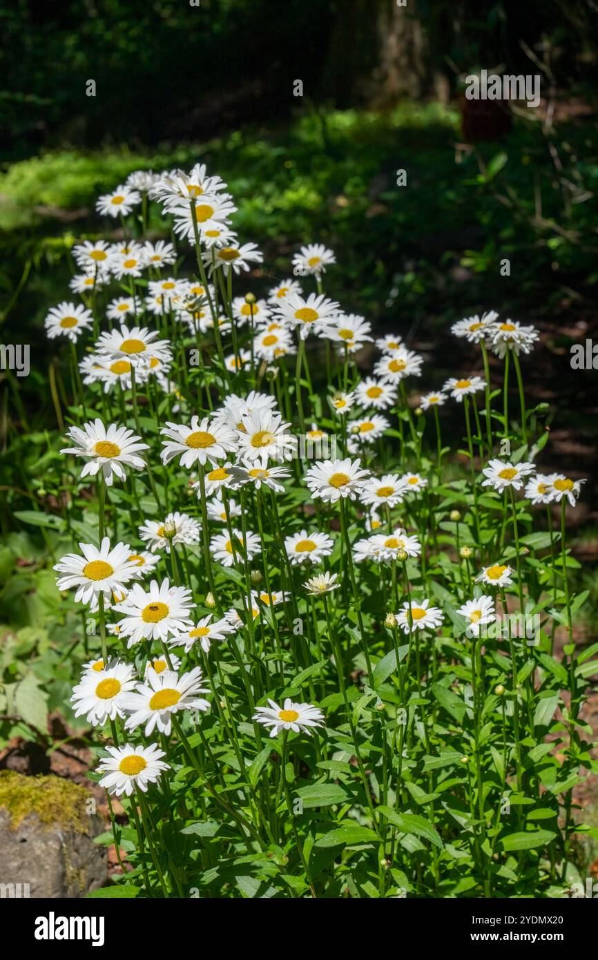 Issaquah, Washington, États-Unis. Grappe de Shasta Daisies en croissance Banque D'Images