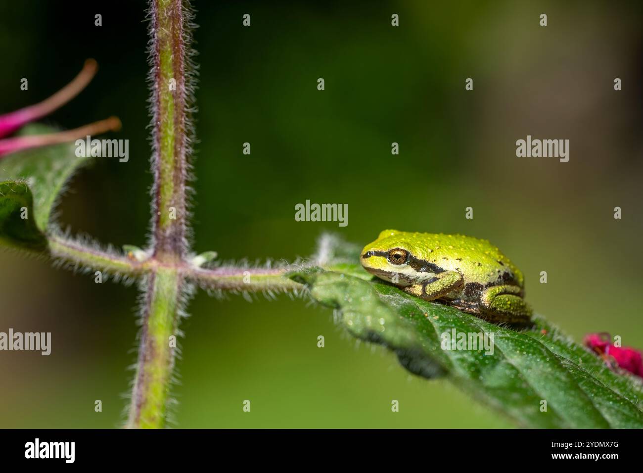 Issaquah, Washington, États-Unis. Pacific Tree Frog assis sur une feuille de baume d'abeille attendant les insectes à attraper Banque D'Images