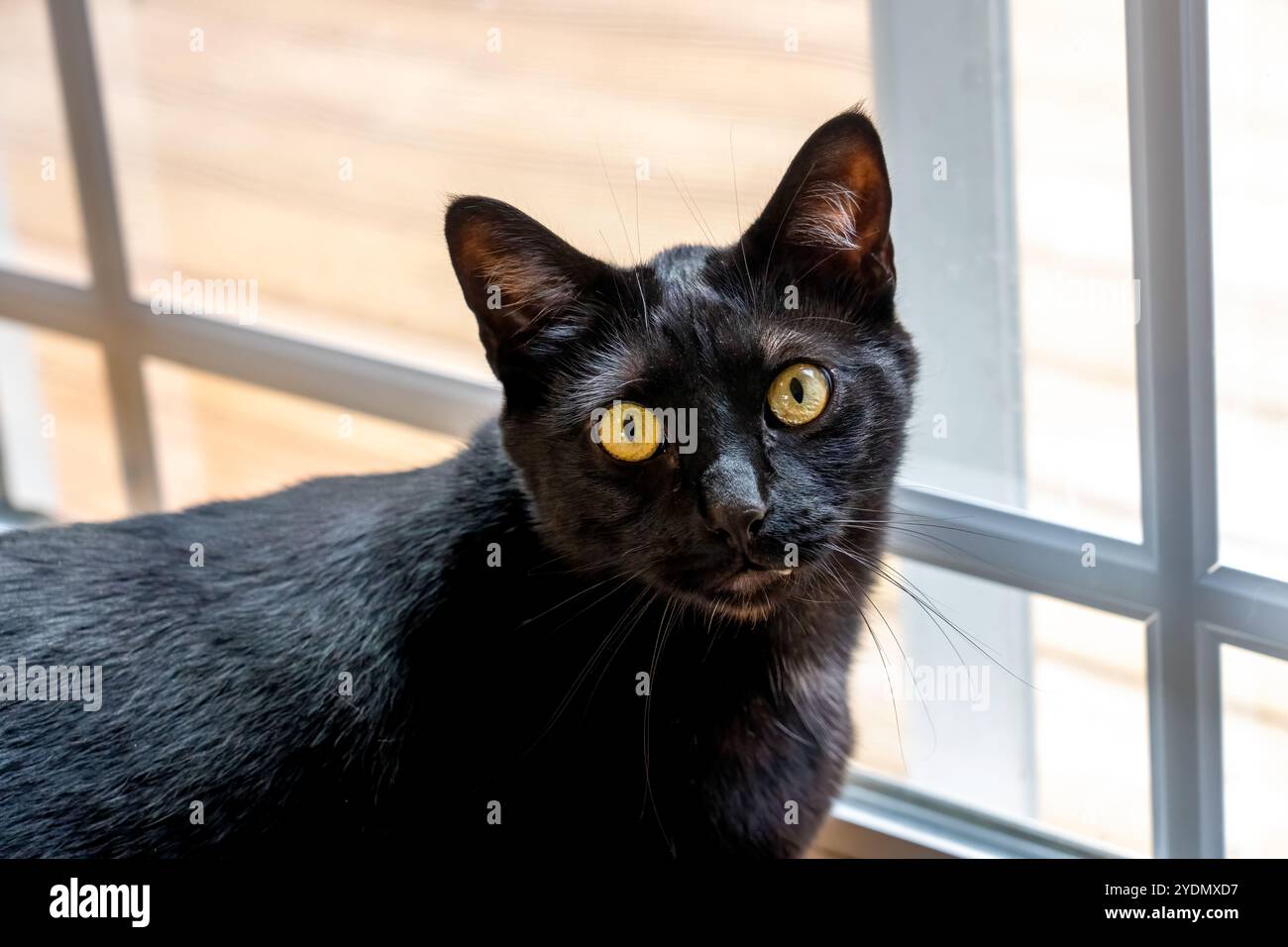 Lynwood, Washington, États-Unis. Mr. Pickles, un chat domestique aux cheveux courts debout près d'une fenêtre Banque D'Images
