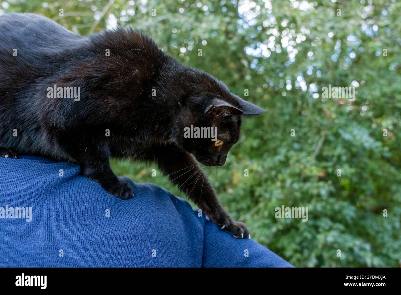 Lynwood, Washington, États-Unis. Mr. Pickles, un chat domestique aux cheveux courts qui descend le bras d'un homme Banque D'Images