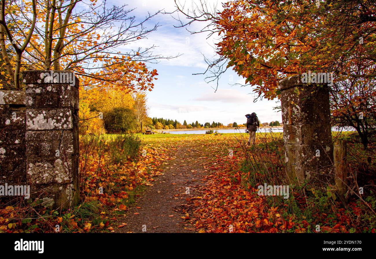 Dundee, Tayside, Écosse, Royaume-Uni. 27 octobre 2024. Météo britannique : la beauté naturelle de l'automne est apportée aux bois du parc Dundee Clatto par le soleil d'automne froid. Le vent qui fouette les feuilles des arbres crée un spectacle spectaculaire de couleurs saisonnières dans les bois d'Écosse. Crédit : Dundee Photographics/Alamy Live News Banque D'Images