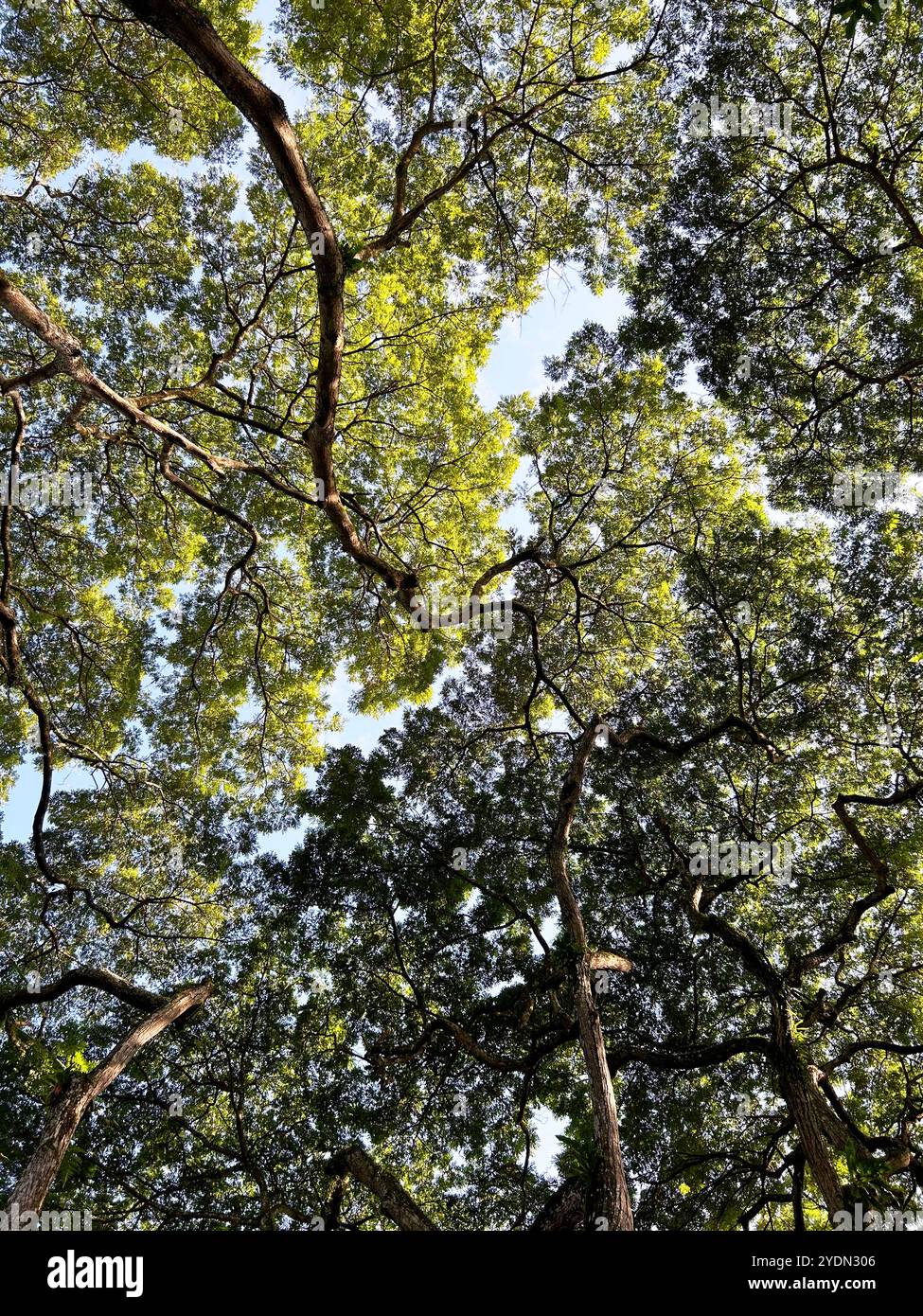 Singapour - 13 août 2024 : verdure et un arbre énorme dans le jardin botanique national de Singapour Banque D'Images