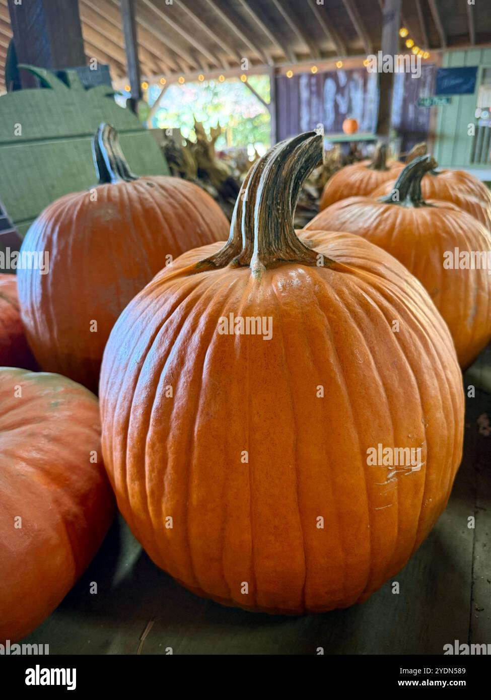 Grande citrouille orange avec une tige robuste sur un stand de ferme rustique, parfait pour le décor d'automne, la sculpture d'Halloween ou les célébrations saisonnières Banque D'Images