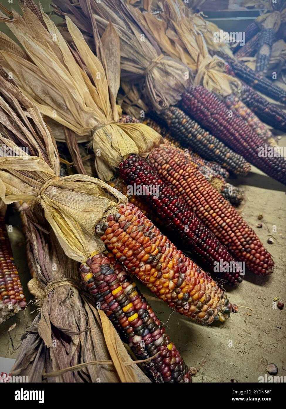 Maïs indien coloré avec des enveloppes séchées exposées sur un marché rustique. Parfait pour le décor d'automne, l'artisanat de saison et les fêtes de moisson de Thanksgiving Banque D'Images