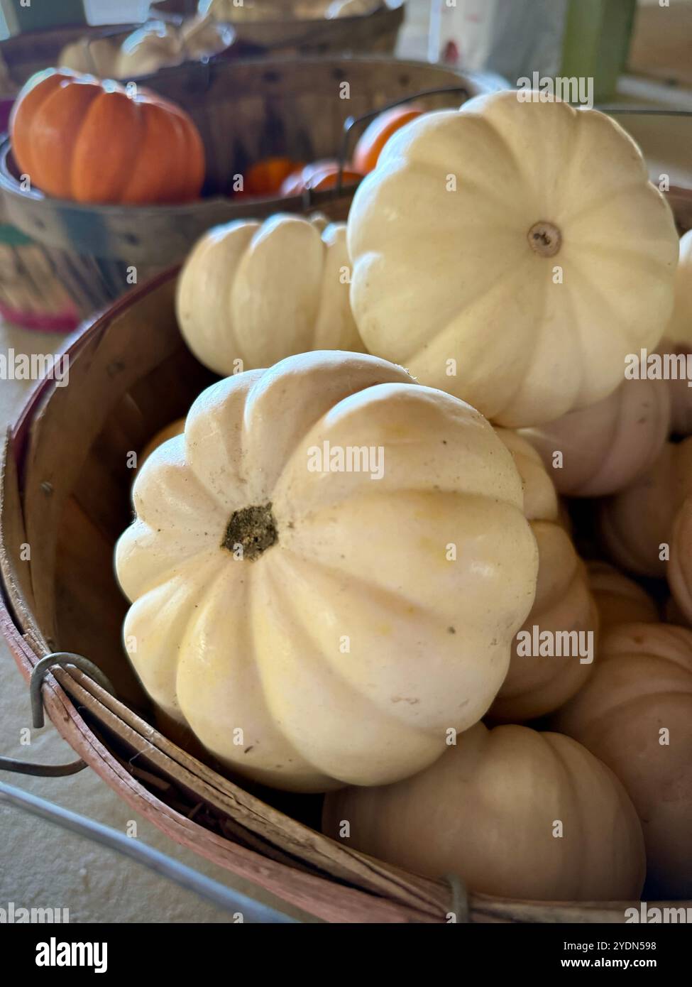 Panier rempli de petites citrouilles blanches dans un marché agricole local, idéal pour un décor d'automne, des expositions saisonnières et des arrangements minimalistes sur le thème de l'automne - Image de stock capturée avec un smartphone