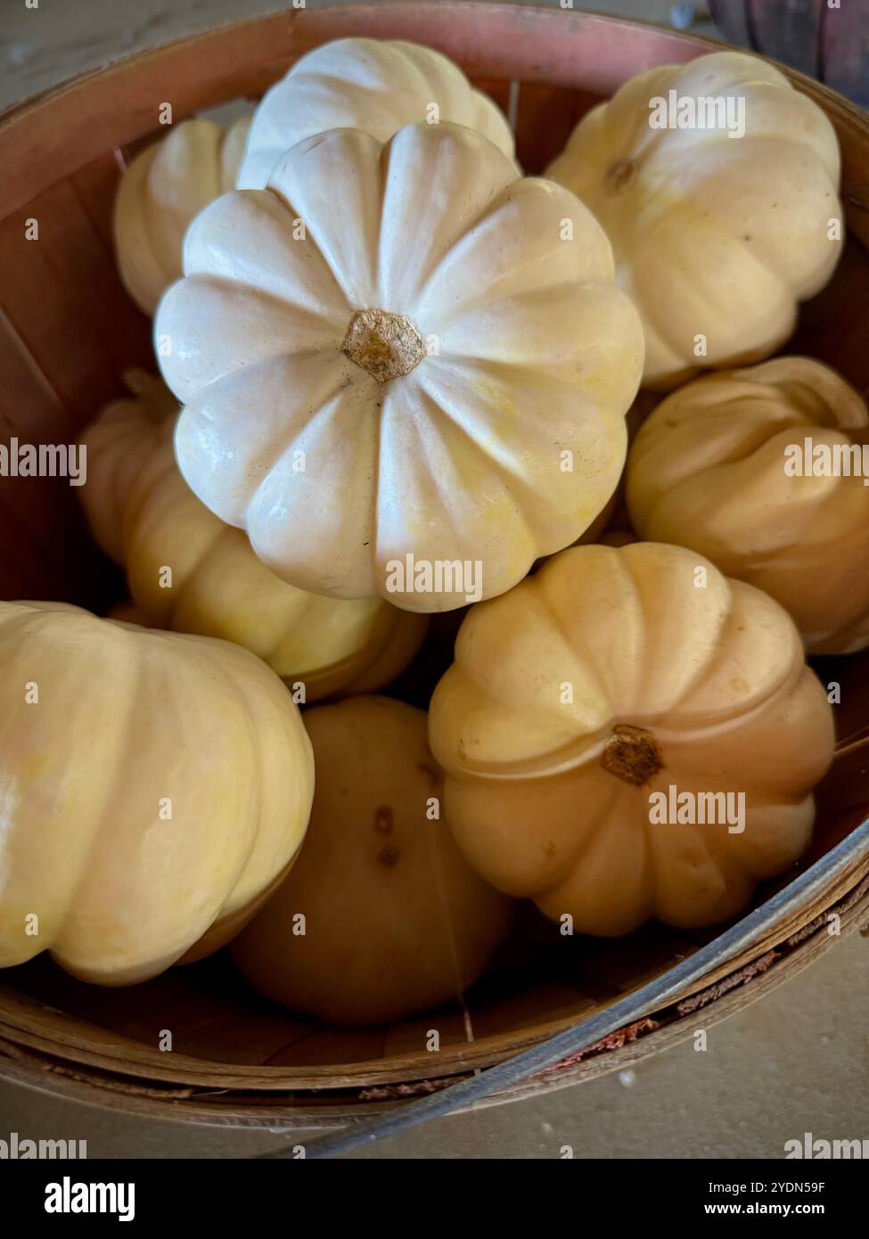 Panier de citrouilles blanc pâle exposé sur un marché agricole, parfait pour un décor d'automne neutre, des arrangements d'automne minimalistes et un décor de table de Thanksgiving - Image de stock capturée avec un smartphone