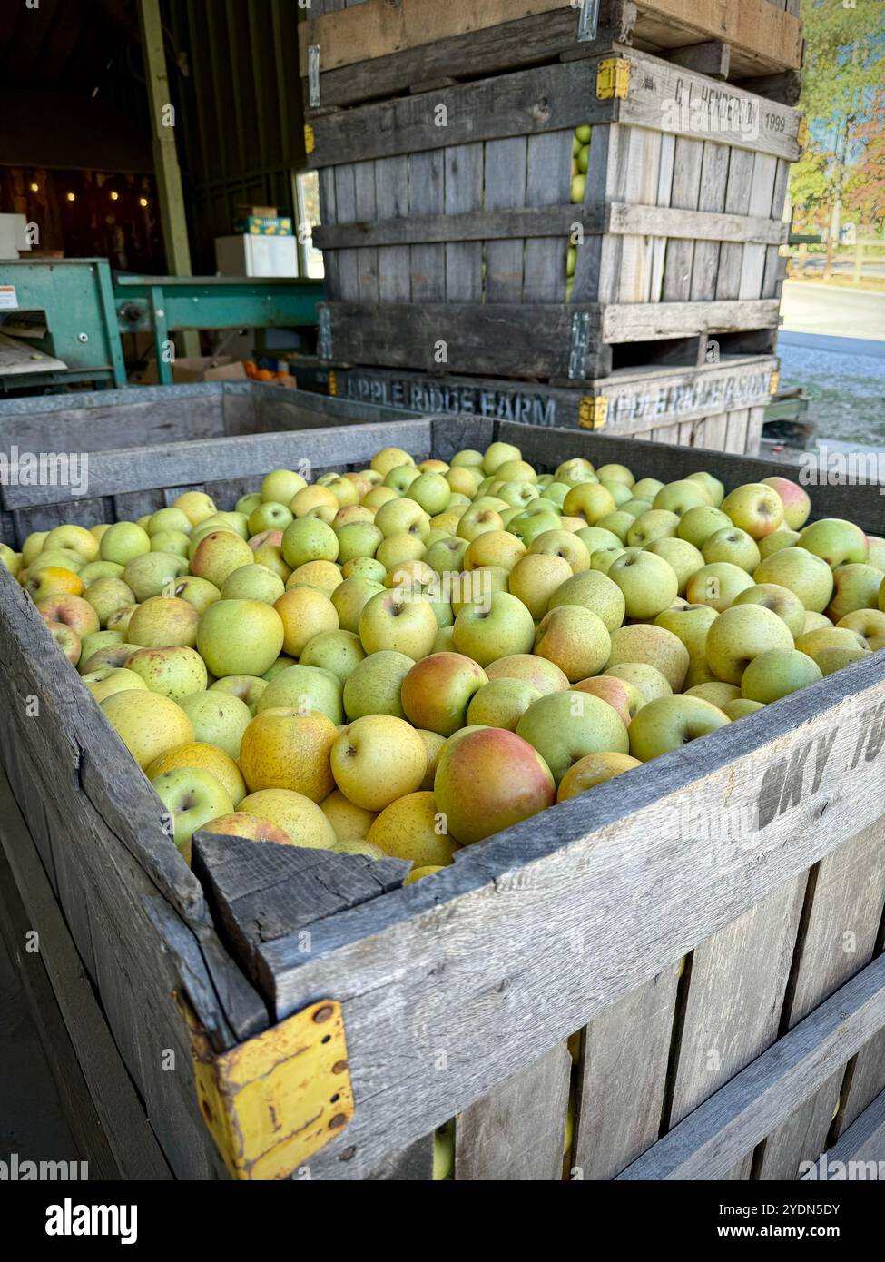 Grande caisse en bois remplie de pommes fraîchement cueillies à Apple Ridge Farm, prête pour le marché et la saison des récoltes d'automne. Configuration rustique parfaite pour l'automne - Image de stock capturée avec un smartphone