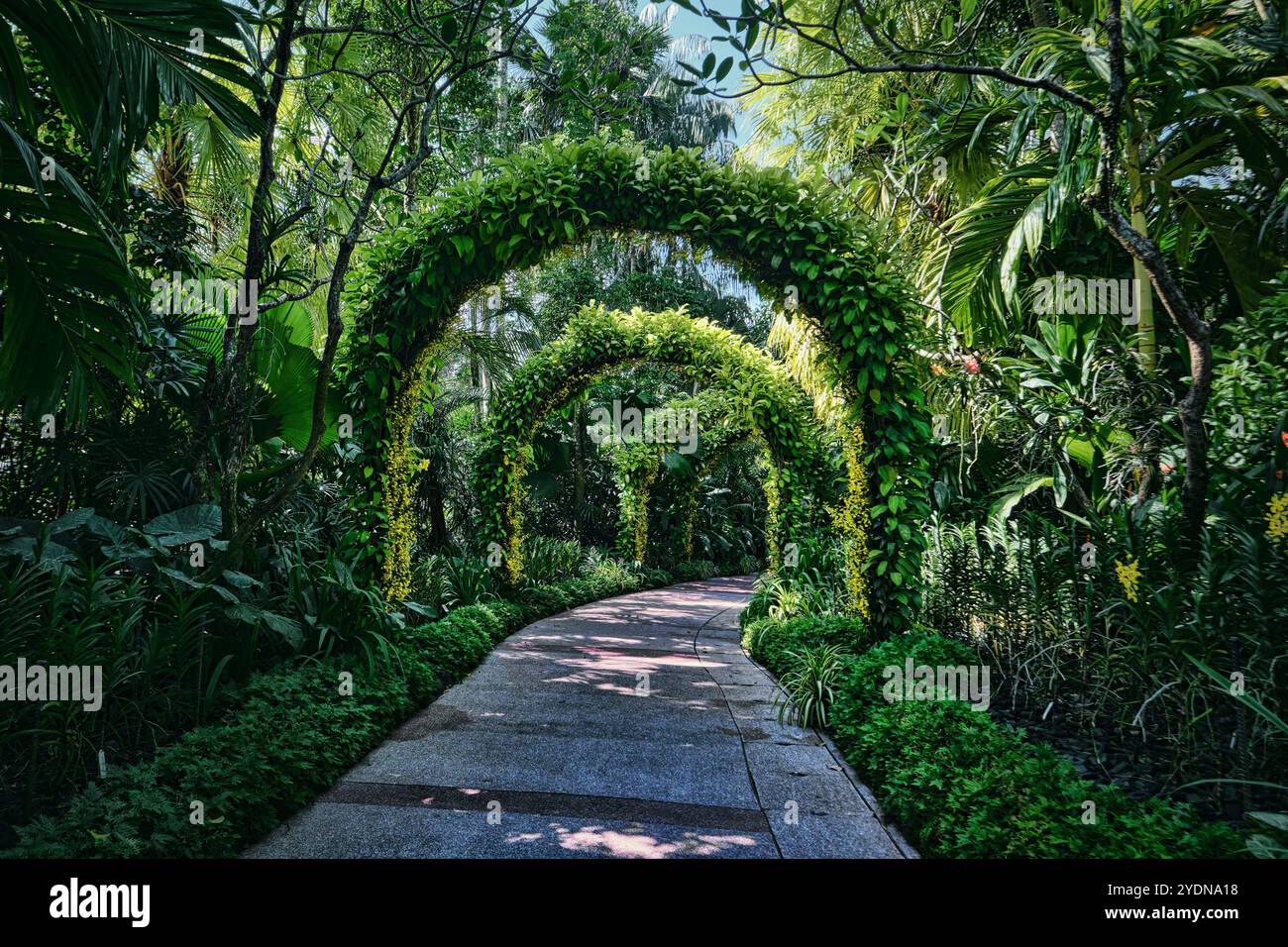 Singapour - 13 août 2024 : verdure et arbres dans le jardin botanique national de Singapour Banque D'Images