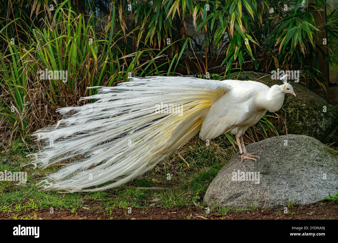 Le paon blanc ou le peafowl blanc est également appelé Pavo cristatus Banque D'Images