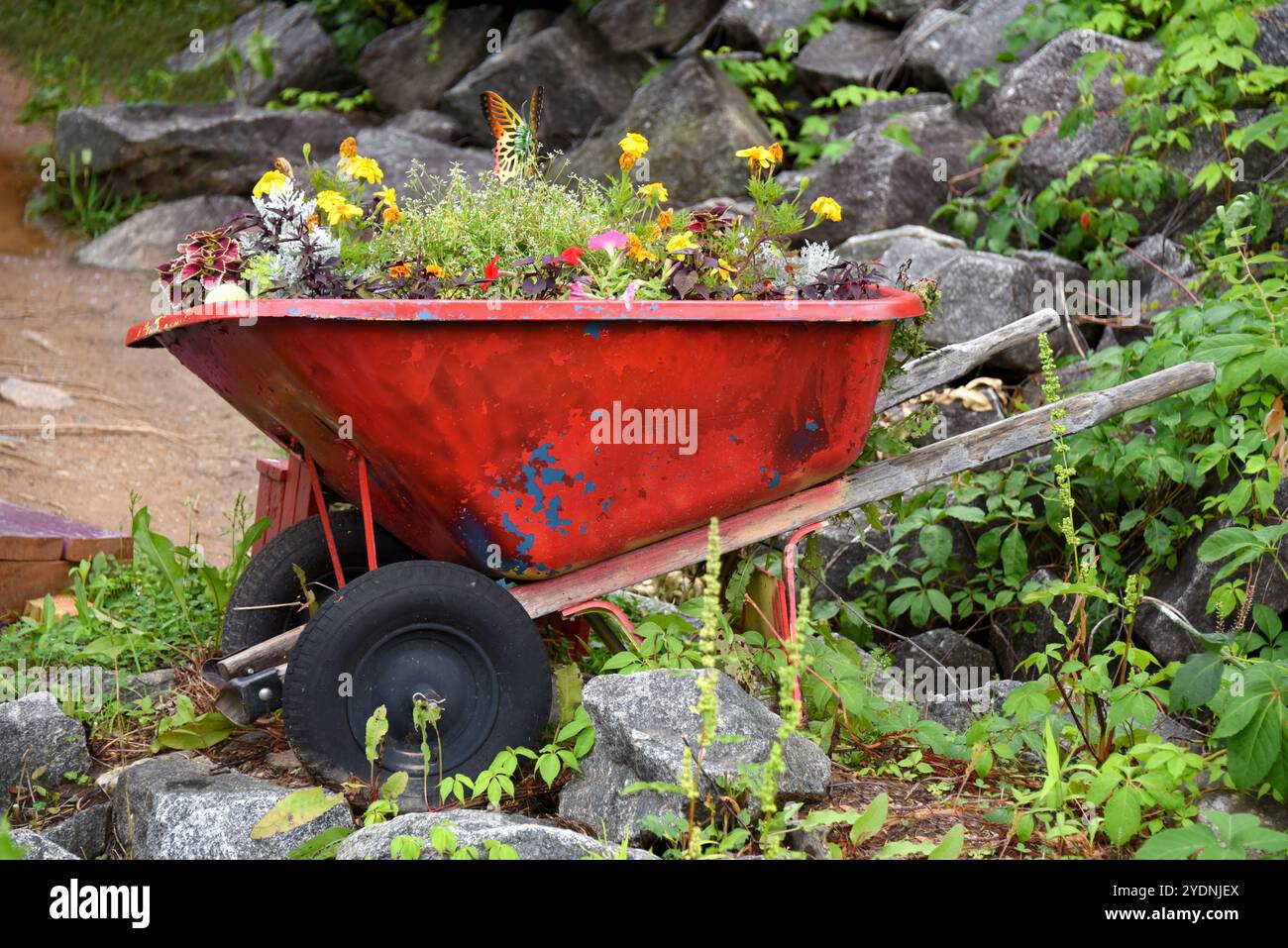 Rustique, la brouette de roue rouge a la peinture pelable avec le bleu montrant à travers. Les poignées sont en bois. Il est rempli de fleurs et de plantes et se trouve sur le lac Lure Banque D'Images