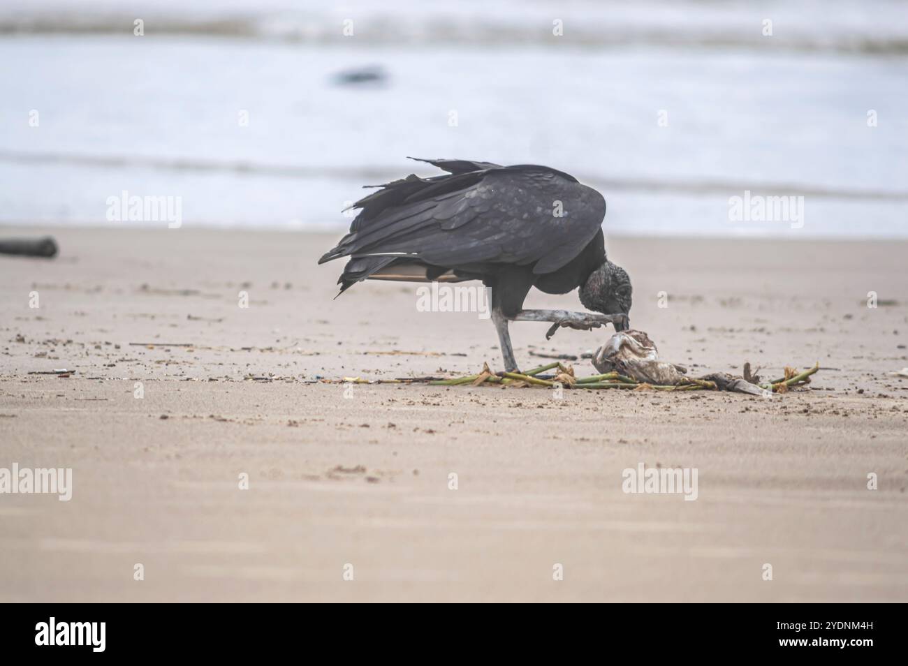 Cette image représente un groupe de vautours (Coragyps atratus), également connu sous le nom de vautours noirs, ramassant la carcasse d'un poisson mort reposant sur le sable Banque D'Images