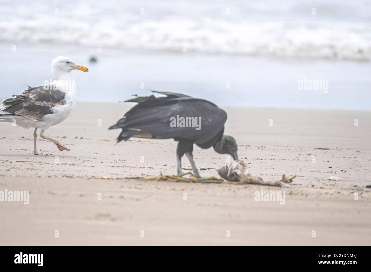 Cette image représente un groupe de vautours (Coragyps atratus), également connu sous le nom de vautours noirs, ramassant la carcasse d'un poisson mort reposant sur le sable Banque D'Images