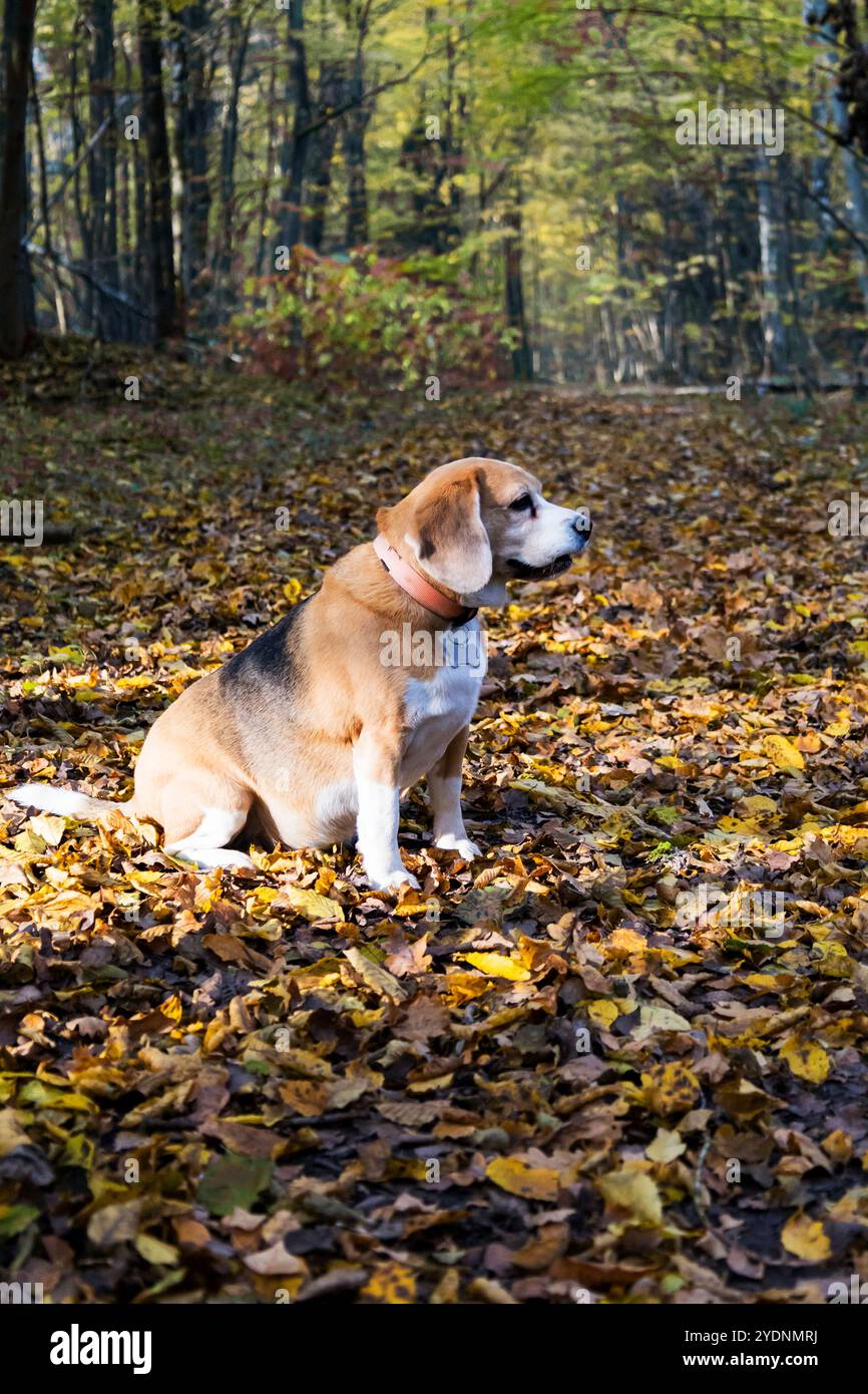 Un chien brun et blanc avec une étiquette distincte attachée à son cou est confortablement assis au milieu d'un tas coloré de feuilles autour de lui Banque D'Images Un chien brun et blanc avec une étiquette distincte attachée à son cou est confortablement assis au milieu d'un tas coloré de feuilles autour de lui Banque D'Images