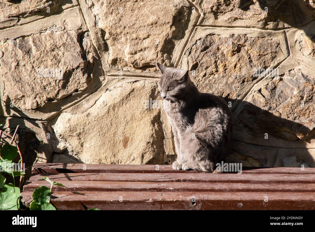Chat gris assis sur un banc en bois devant le mur de pierre de la vieille maison le jour ensoleillé Banque D'Images