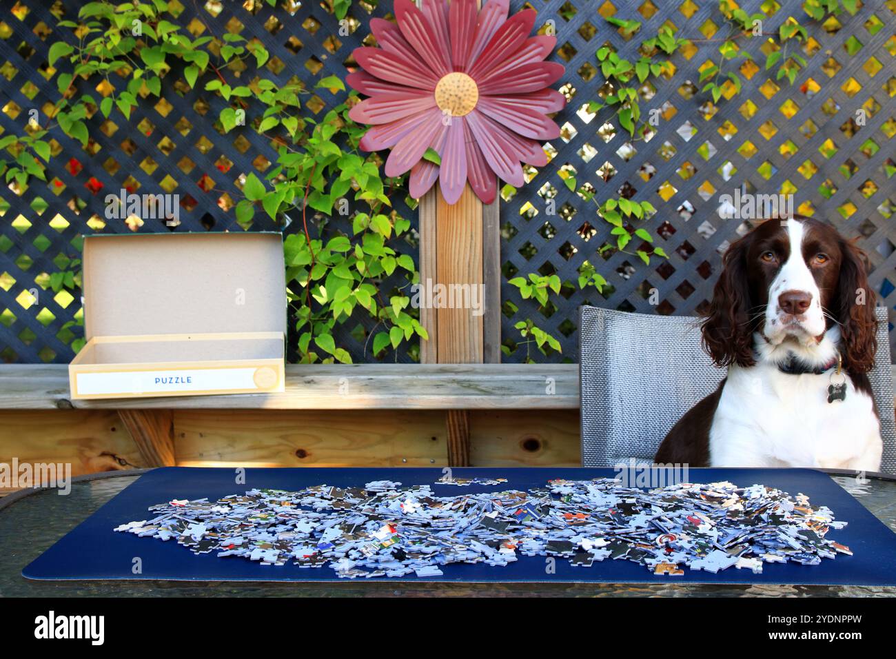 Anglais Springer Spaniel aide à assembler Puzzle sur la table extérieure Banque D'Images