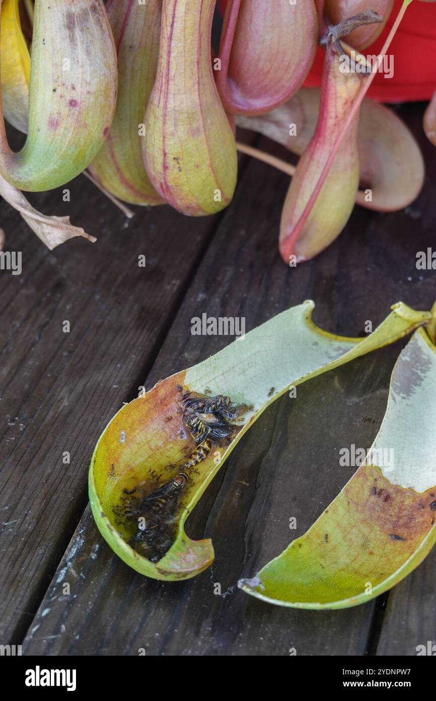 La plante pichet est une plante carnivore qui a des feuilles connues sous le nom de pièges à proies un mécanisme de piégeage de proies comportant une cavité remplie de jus digestif. Banque D'Images