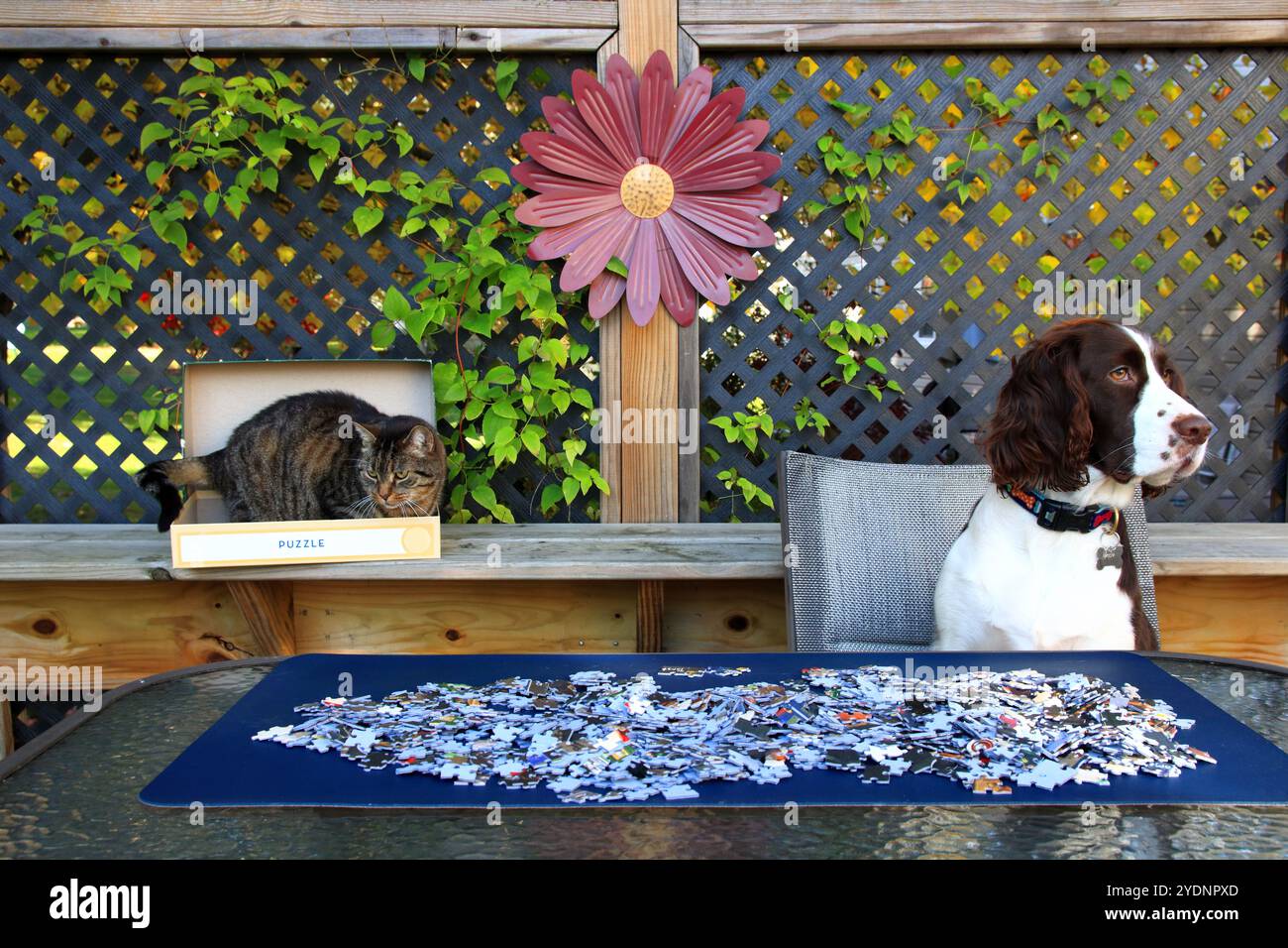 Chien et chat collaborent pour résoudre Jigsaw Puzzle Banque D'Images Chien et chat collaborent pour résoudre Jigsaw Puzzle Banque D'Images