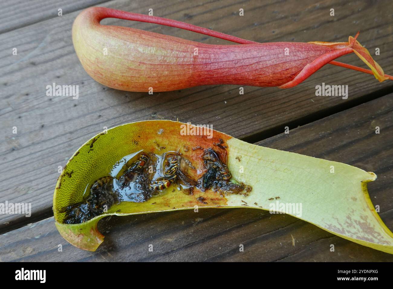 La plante pichet est une plante carnivore qui a des feuilles connues sous le nom de pièges à proies un mécanisme de piégeage de proies comportant une cavité remplie de jus digestif. Banque D'Images