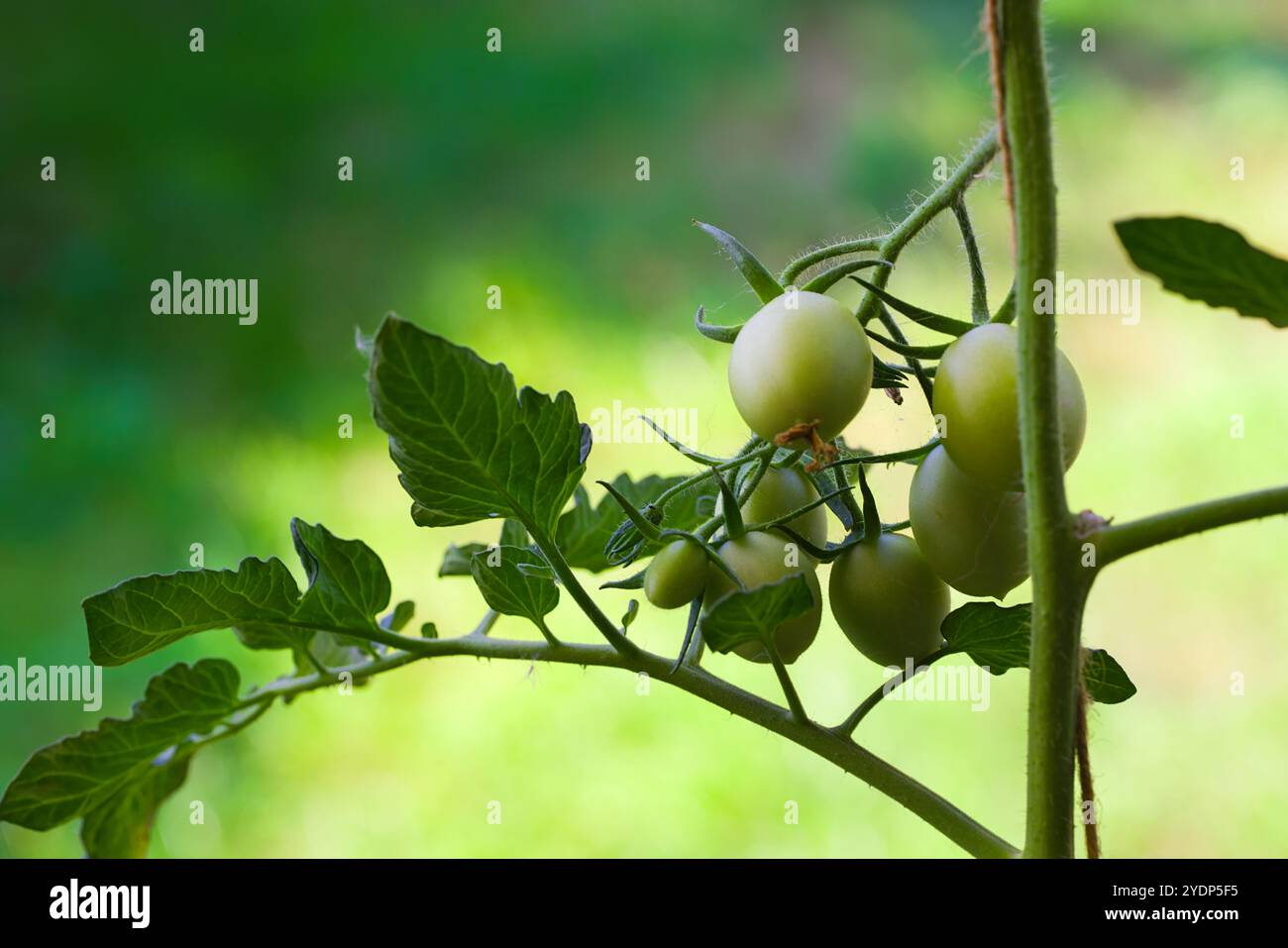 Les tomates Datterino dans une grappe vibrante pendent fraîchement sur la vigne, leurs peaux lisses et rouges et leurs petites formes ressemblant à des dattes prêtes pour les salades ou les sauces. Leur Banque D'Images