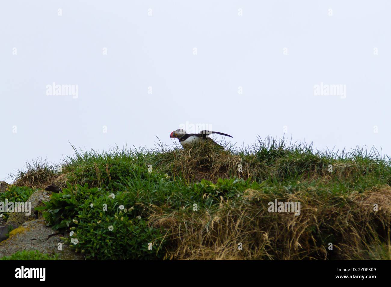Macareux moine de Borgarfjordur fjord, est de l'Islande. La faune de l'Islande. Macareux moine commun. Fratercula arctica Banque D'Images Macareux moine de Borgarfjordur fjord, est de l'Islande. La faune de l'Islande. Macareux moine commun. Fratercula arctica Banque D'Images