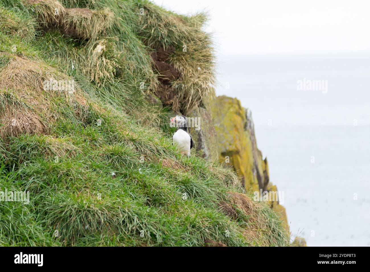 Macareux moine de Borgarfjordur fjord, est de l'Islande. La faune de l'Islande. Macareux moine commun. Fratercula arctica Banque D'Images Macareux moine de Borgarfjordur fjord, est de l'Islande. La faune de l'Islande. Macareux moine commun. Fratercula arctica Banque D'Images