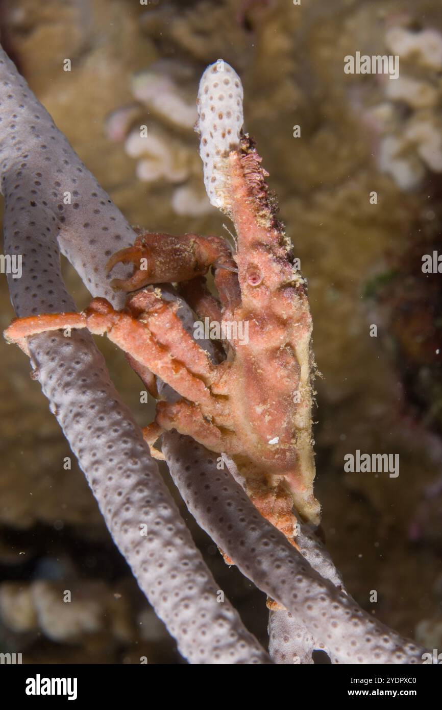 Crabe araignée, Hyastenus sp, décoré de morceaux d'éponge et de tunicier, sur éponge, Porifera Phylum, site de plongée Flying Fish Cove Beach, Christmas Islan Banque D'Images