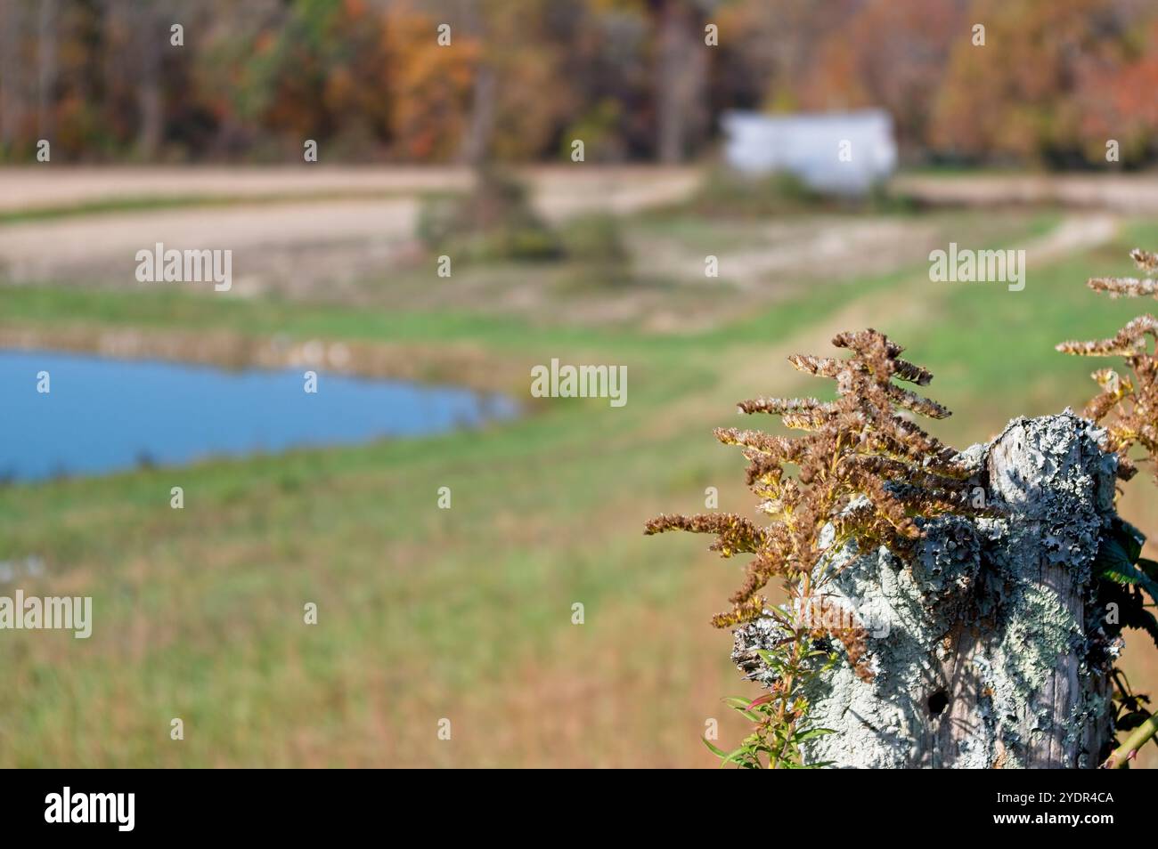 Lichen sur un poteau de clôture avec espace de copie à gauche Banque D'Images