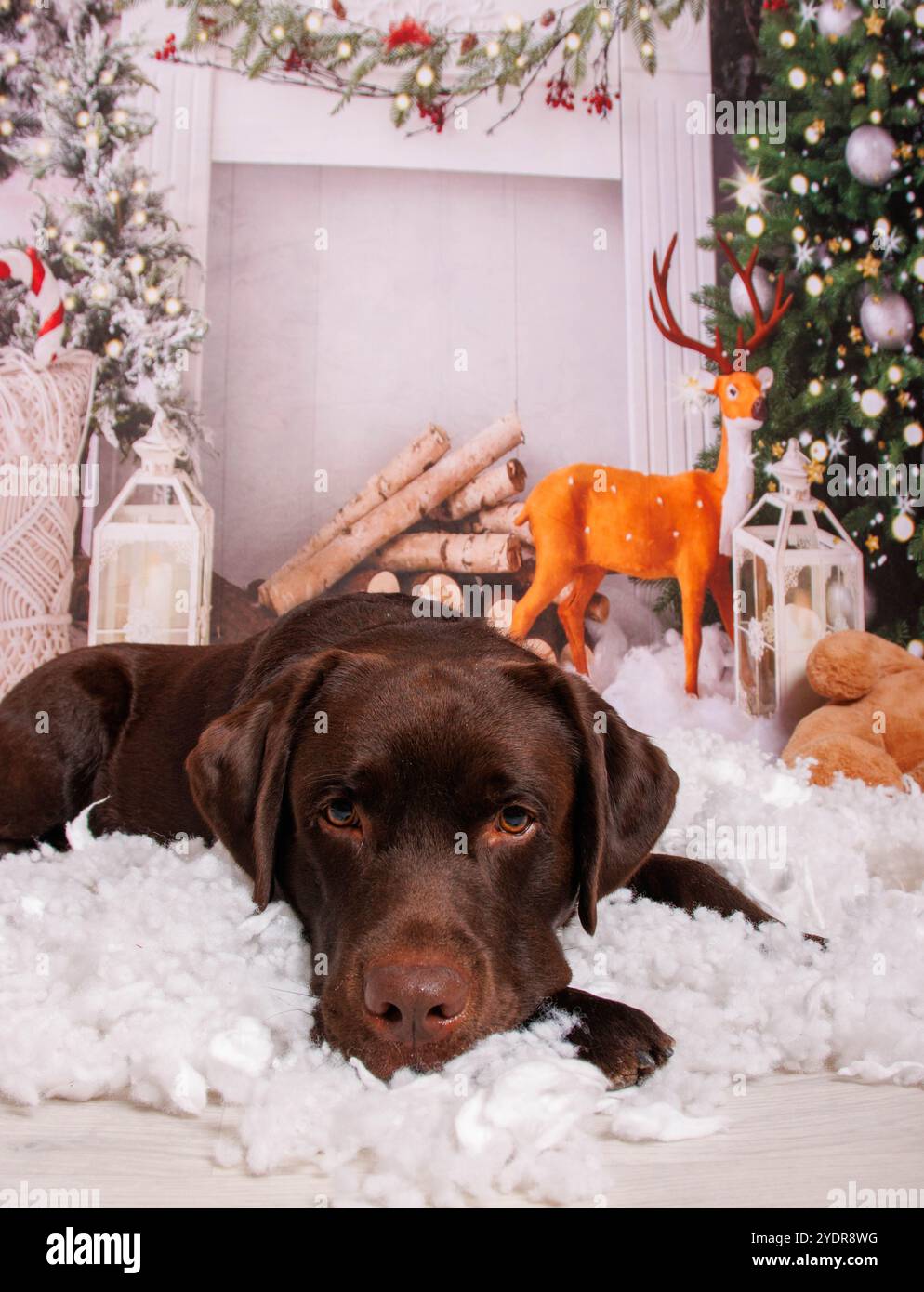 Séance photo de Noël sur chien Labrador chocolat en studio professionnel Banque D'Images