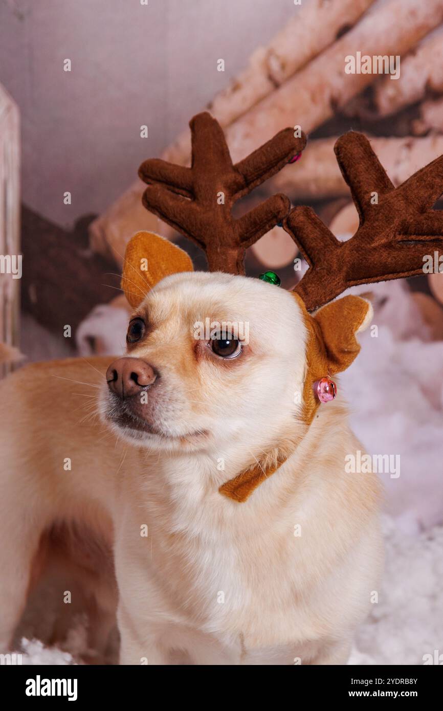 Belle séance photo de Noël sur chien Chihuahua en studio professionnel Banque D'Images
