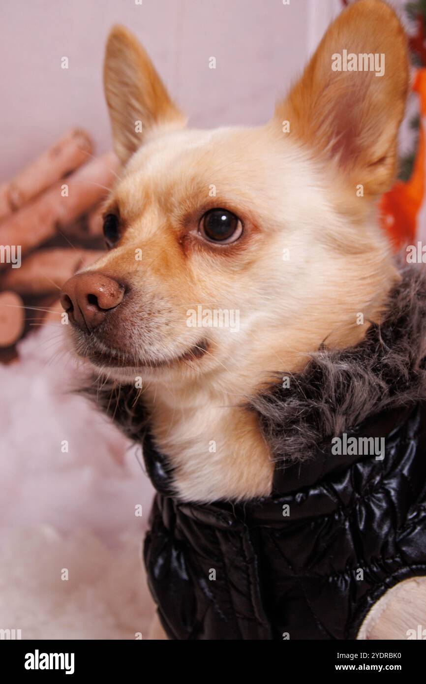 Belle séance photo de Noël sur chien Chihuahua en studio professionnel Banque D'Images
