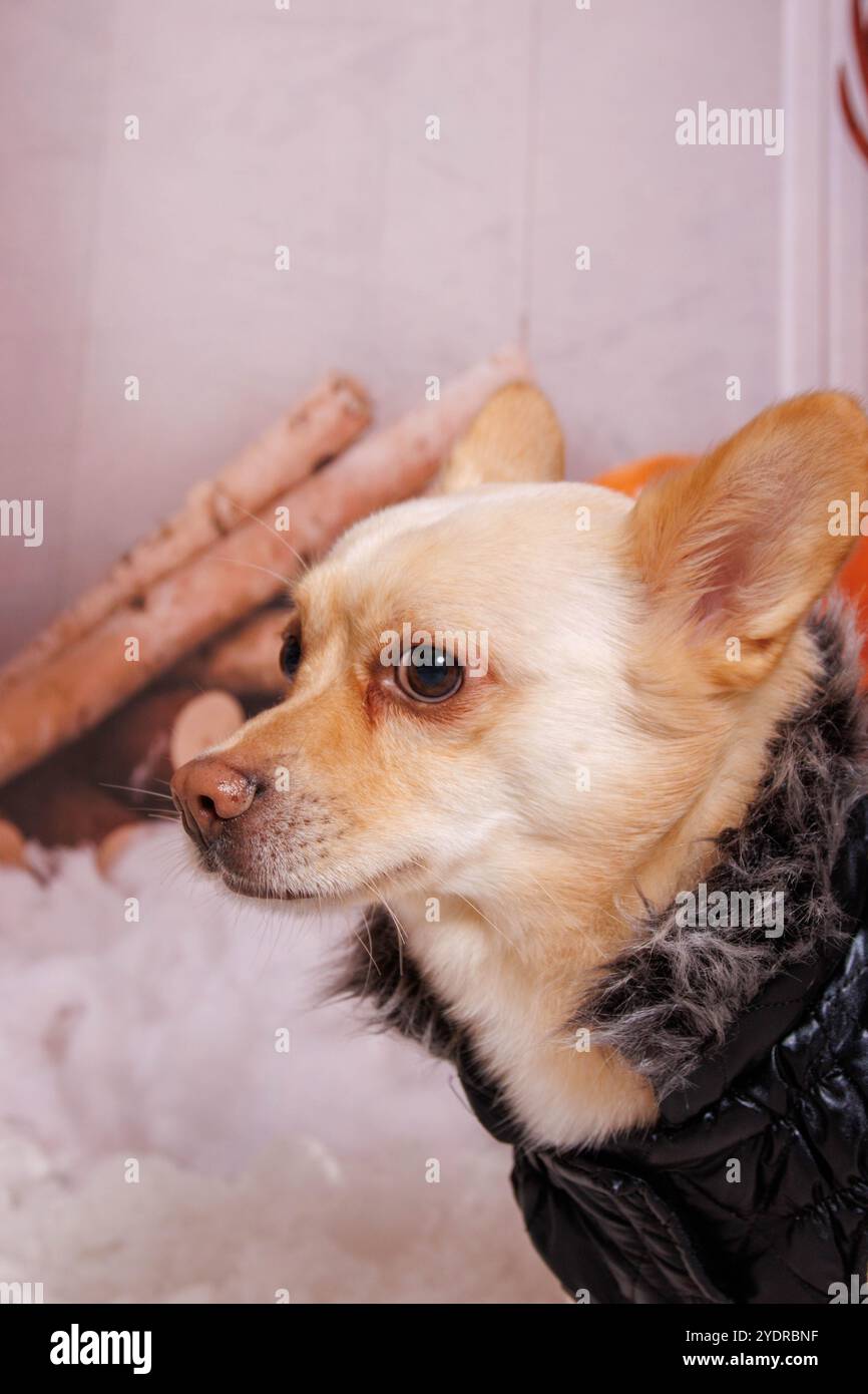 Belle séance photo de Noël sur chien Chihuahua en studio professionnel Banque D'Images