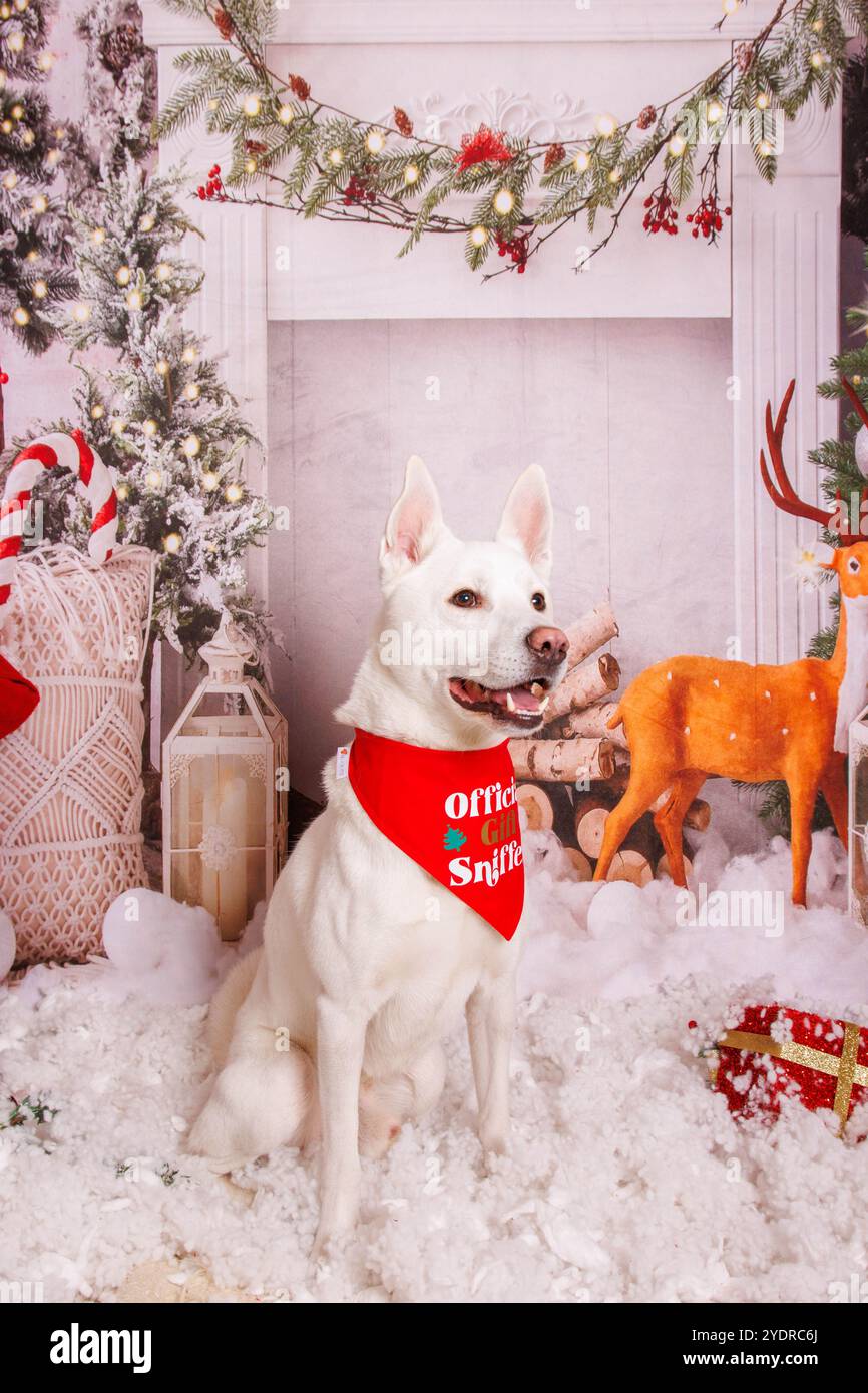 Chien Hasky sibérien, séance photo de Noël dans une atmosphère chaleureuse Banque D'Images