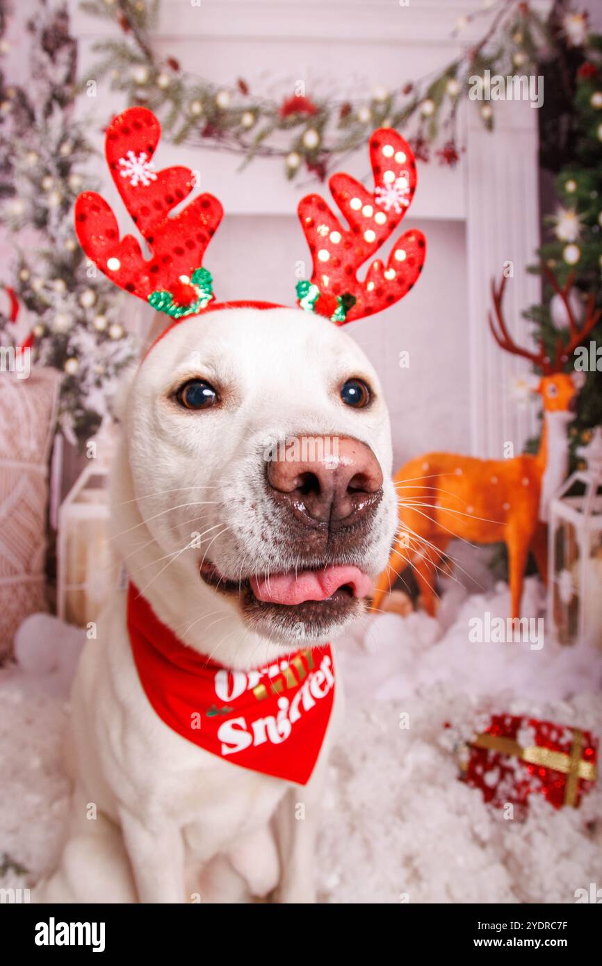 Chien Hasky sibérien, séance photo de Noël dans une atmosphère chaleureuse Banque D'Images