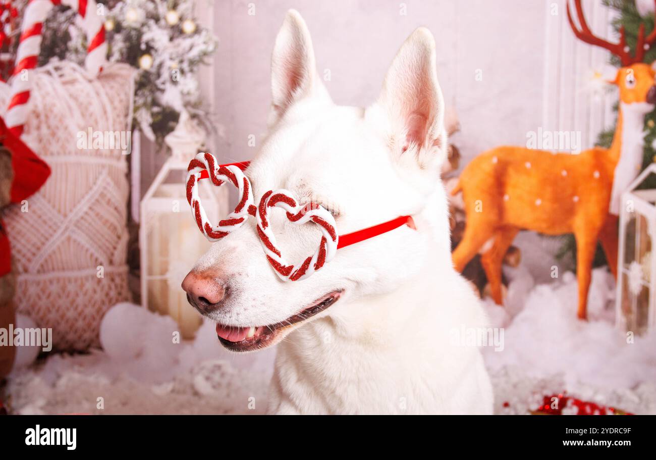 Chien Hasky sibérien, séance photo de Noël dans une atmosphère chaleureuse Banque D'Images