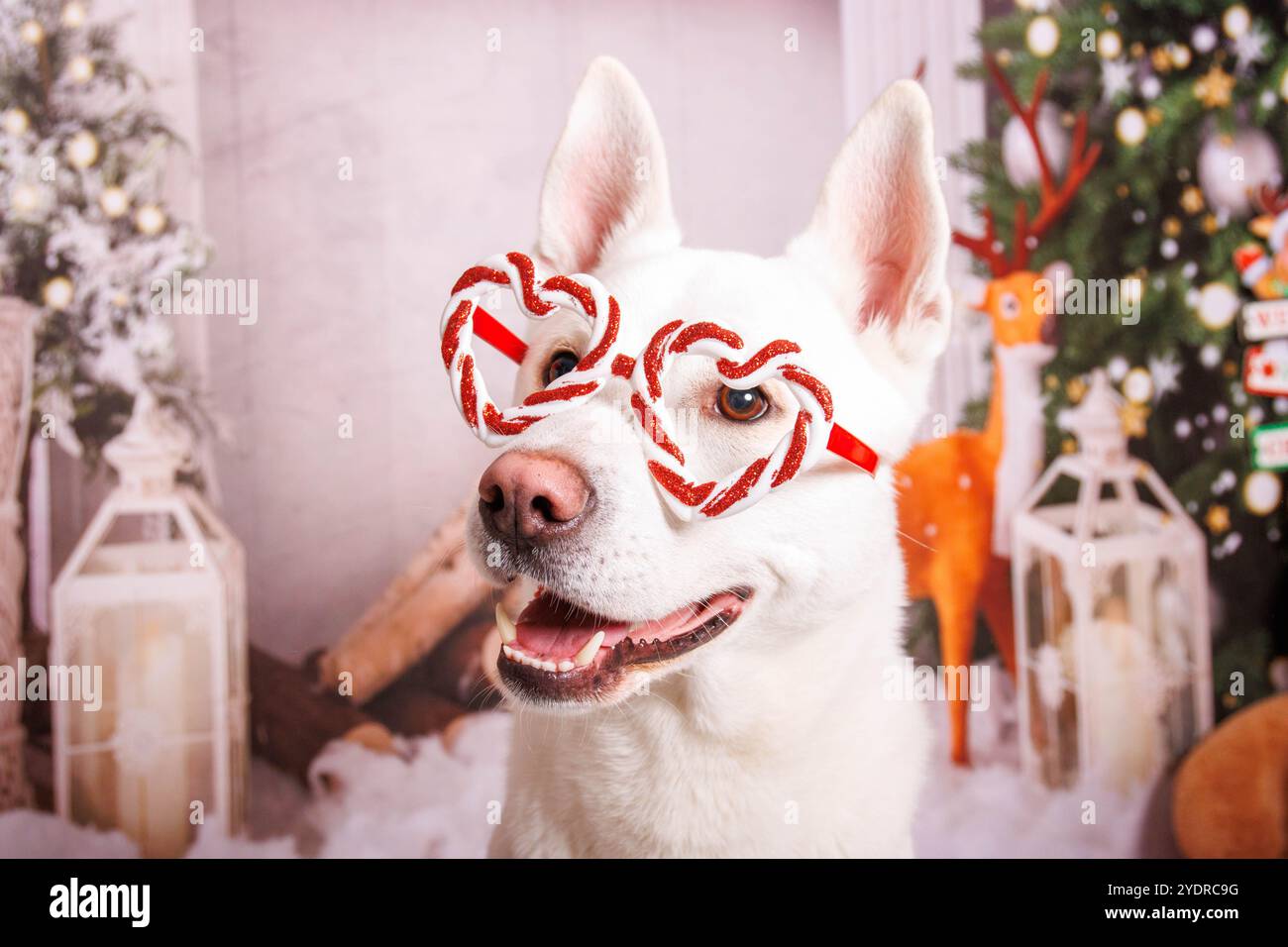 Chien Hasky sibérien, séance photo de Noël dans une atmosphère chaleureuse Banque D'Images