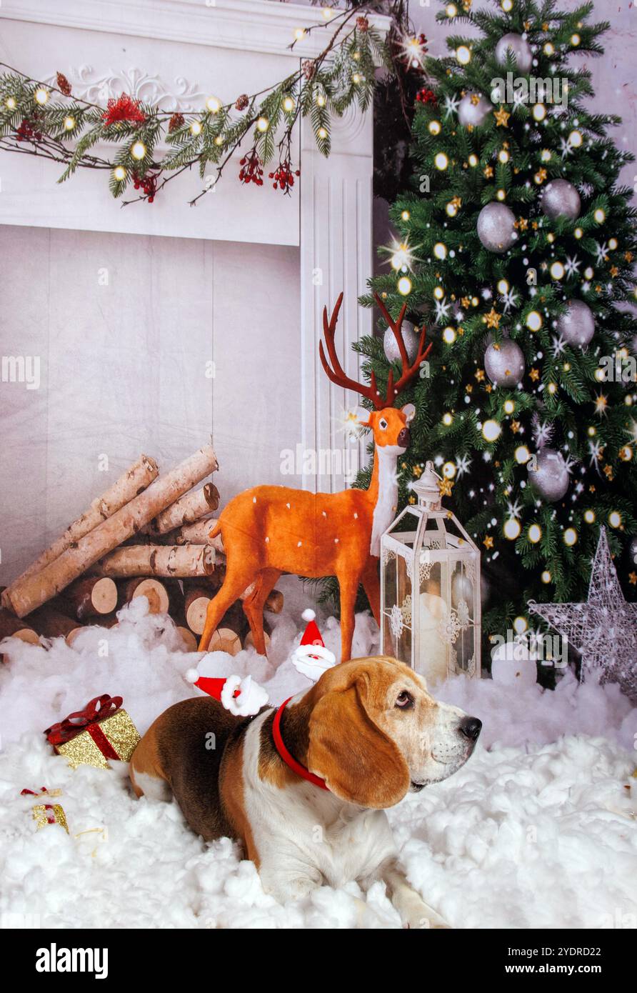 Chien Beagle, séance photo de Noël dans une atmosphère chaleureuse Banque D'Images