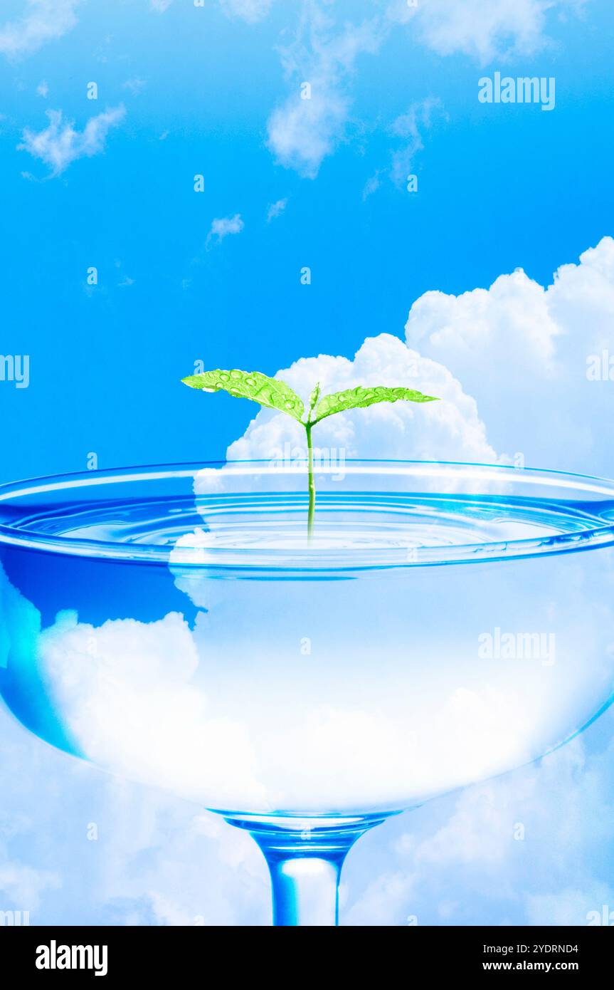 Feuilles jumelles en verre Banque D'Images