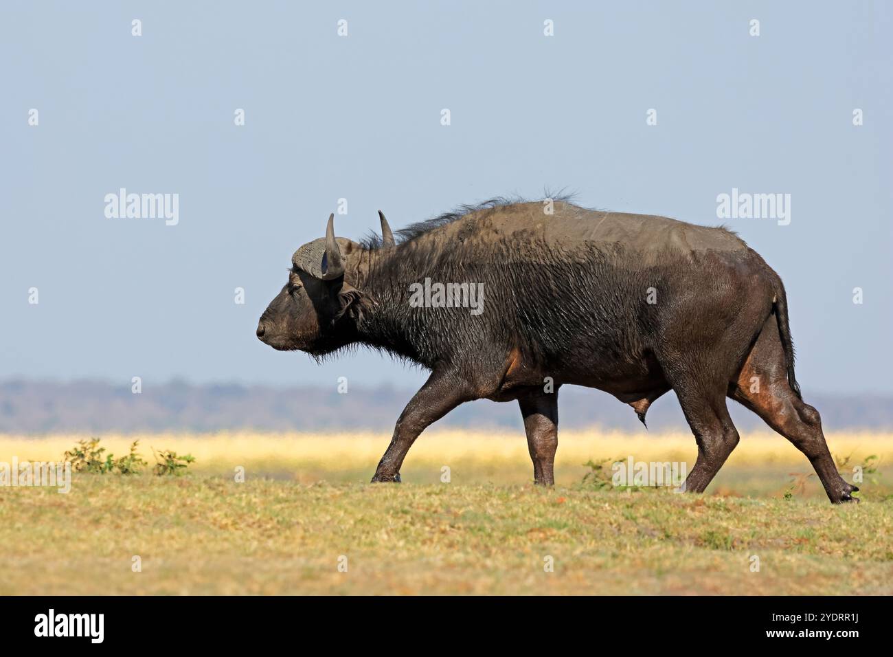 Un buffle africain (Syncerus caffer) marchant dans son habitat naturel, Parc national de Chobe, Botswana Banque D'Images