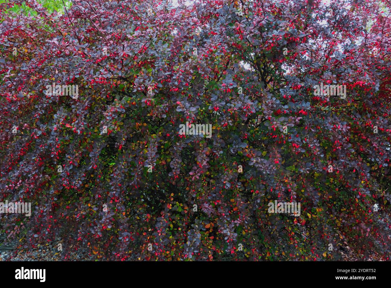 Arbuste japonais (Berberis thunbergii) - un arbuste paysager polyvalent, mais peut être envahissant dans certaines régions. Banque D'Images