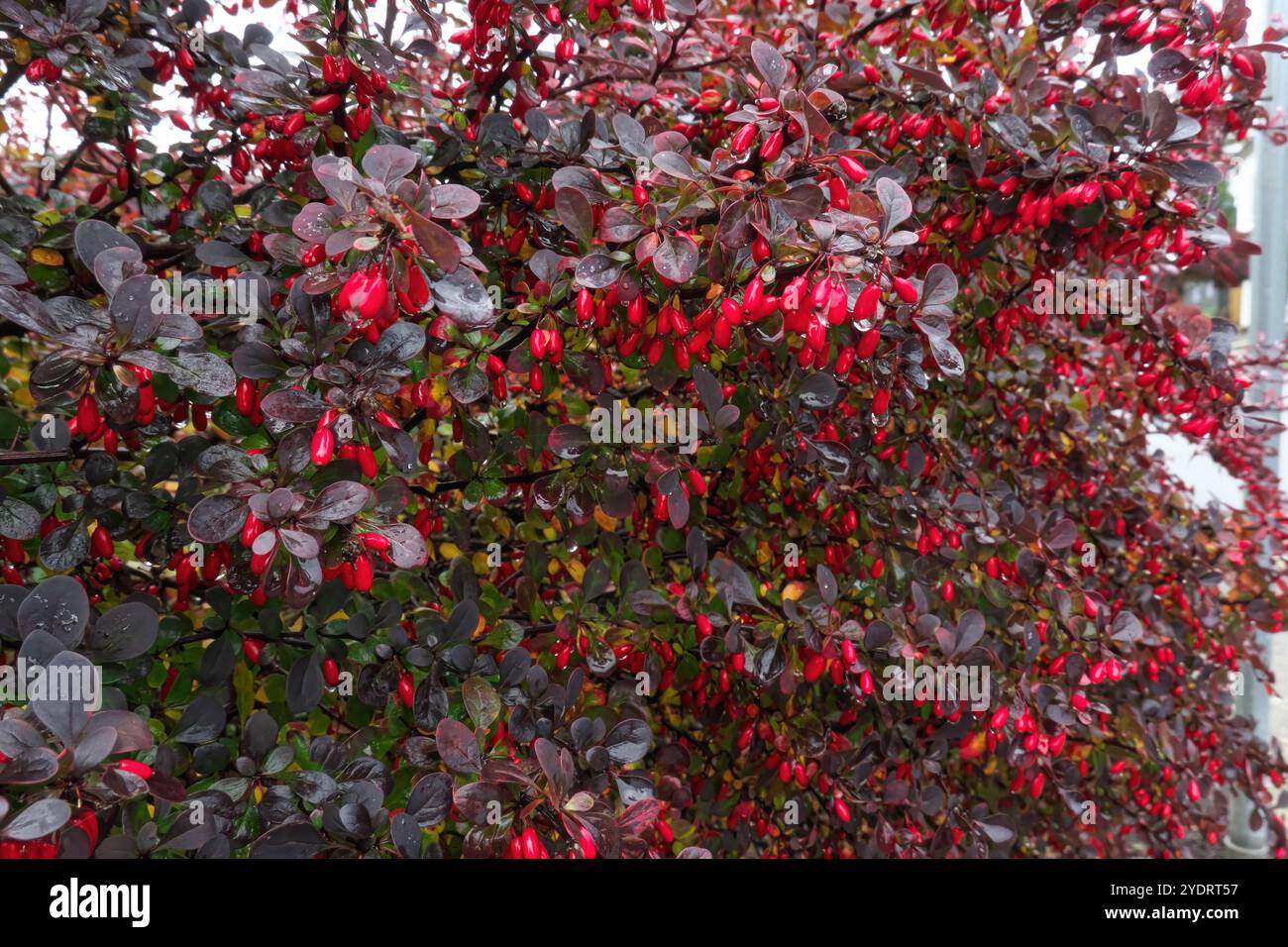 Baies d'épine japonaises (Berberis thunbergii) - les baies en forme de tonneau rouge vif se développent à l'automne. Banque D'Images