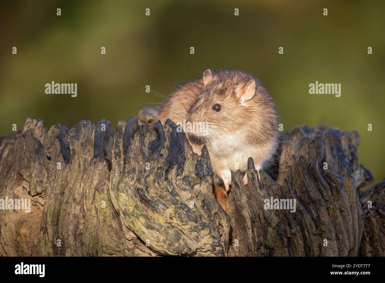 Un rat est capturé à la recherche de nourriture. Il est pris sur une vieille souche d'arbre avec un fond naturel sur quatre Banque D'Images