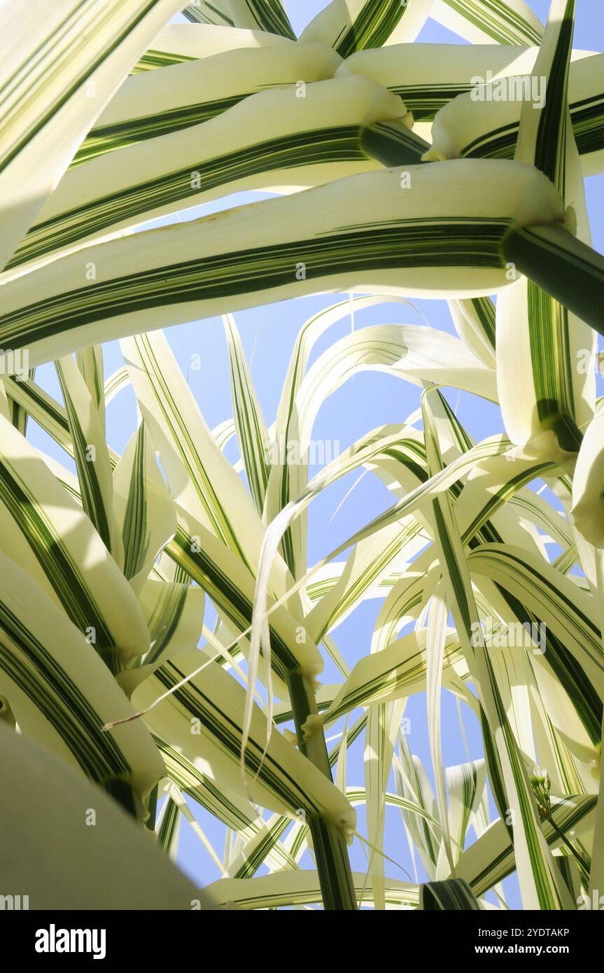 Ciel bleu et feuilles Urtica dioica Banque D'Images